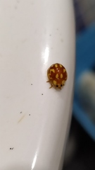 Neocalvia cayennensis