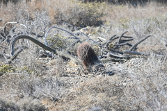 Ferocactus gracilis gracilis