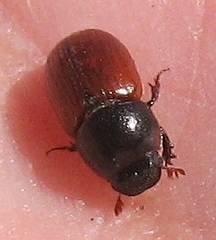 Aphodius pedellus