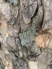 Lecanoromycetes