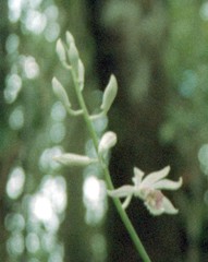 Phaius