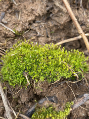 Weissia brachycarpa