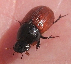 Aphodius pedellus