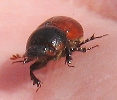 Aphodius pedellus