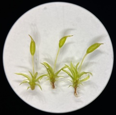 Weissia brachycarpa