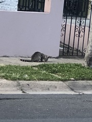 Felis catus