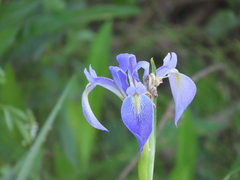 Iris savannarum