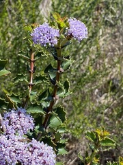 Ceanothus purpureus