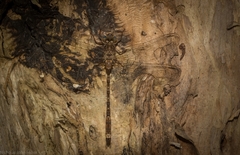 Acanthaeschna victoria