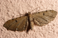 Eupithecia assimilata