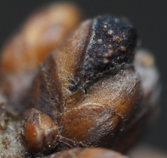 Philonix fulvicollis