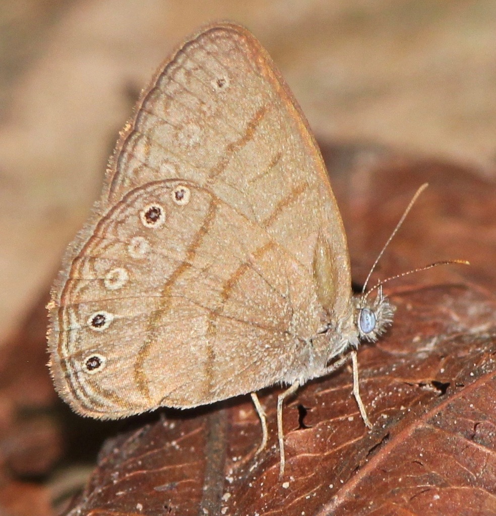 Hermeuptychia fallax