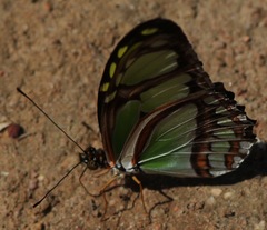 Philaethria dido