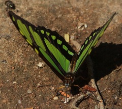Philaethria dido