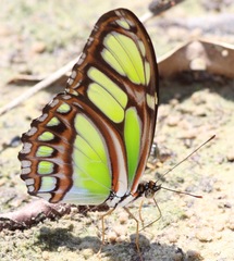 Philaethria dido