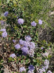 Ceanothus purpureus