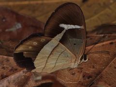 Pierella hortona