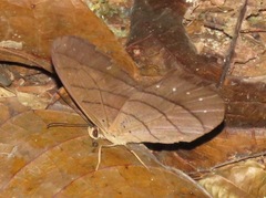 Pierella lamia