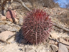 Ferocactus gracilis gracilis