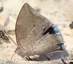 Polygrapha xenocrates