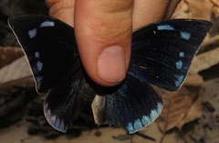 Polygrapha xenocrates