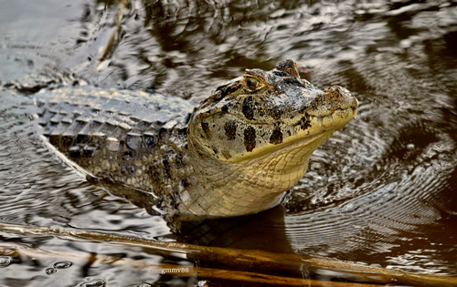 Yacare Caiman, photo 10 of 10