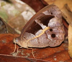 Posttaygetis penelea