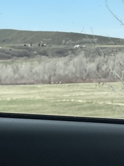 Cervus canadensis canadensis