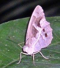 Posttaygetis penelea