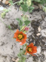 Sphaeralcea lindheimeri