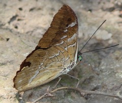 Mesoprepona pheridamas