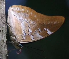 Mesoprepona pheridamas