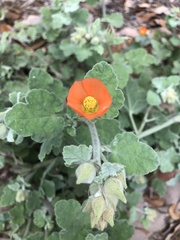 Sphaeralcea lindheimeri