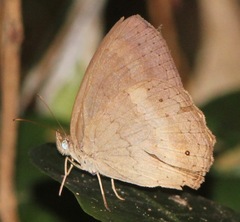 Sepona punctata