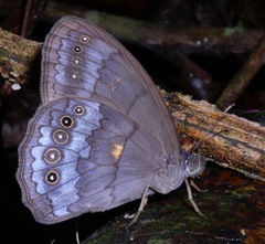 Pseudodebis valentina