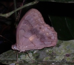 Pseudodebis valentina