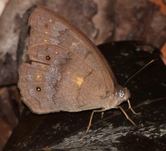 Pseudodebis valentina