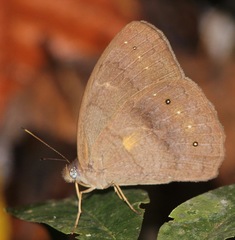 Pseudodebis valentina