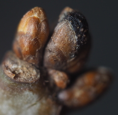 Philonix fulvicollis