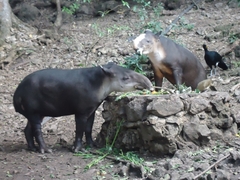 Tapirus