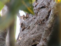 Brachygastra mellifica image