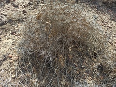 Ambrosia bryantii