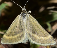 Lithostege castiliaria