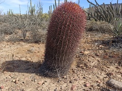 Ferocactus gracilis gracilis