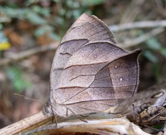 Taygetis angulosa