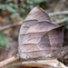 Taygetis angulosa - Photo (c) Rich Hoyer, algunos derechos reservados (CC BY-NC-SA), subido por Rich Hoyer