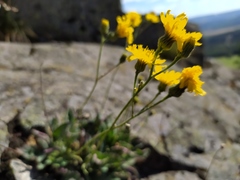 Hieracium schmidtii