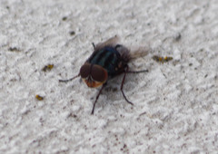 Cochliomyia