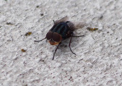 Cochliomyia