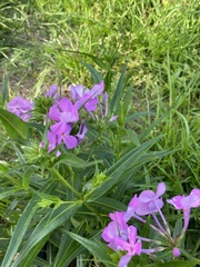 Phlox pilosa